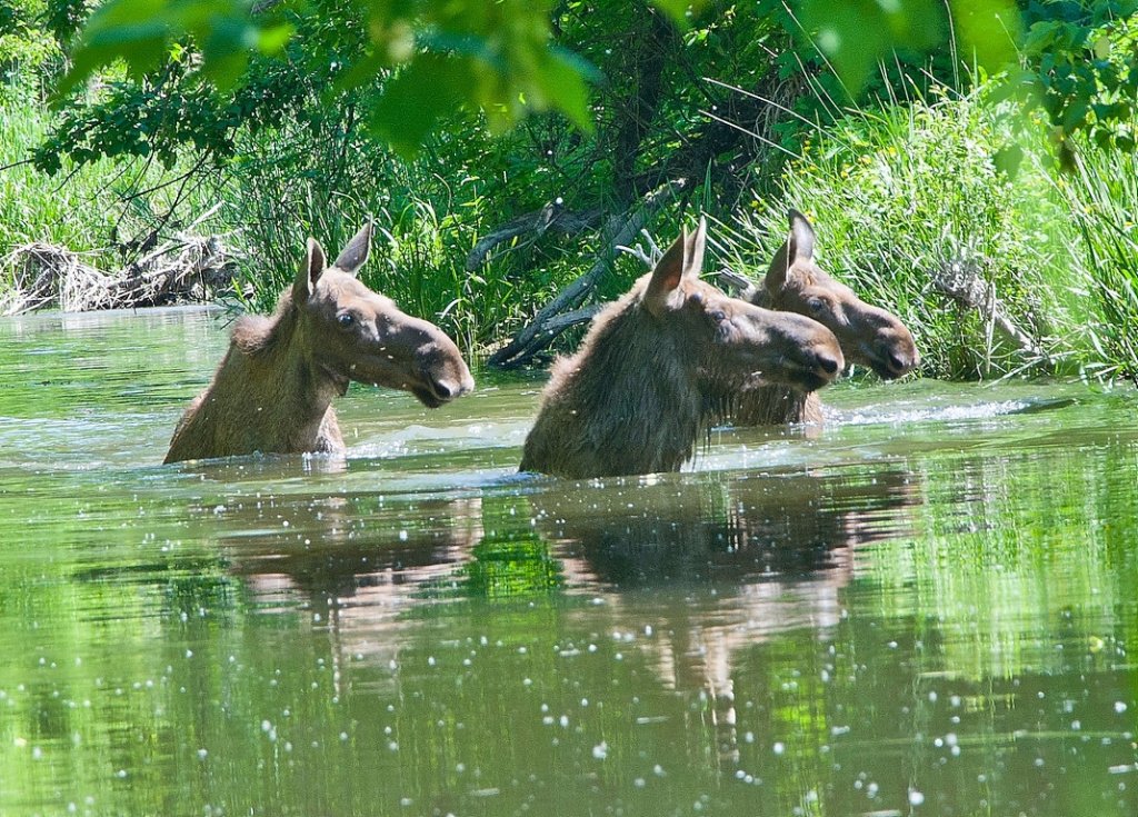 Лоси 